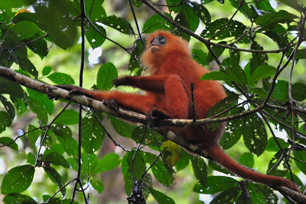 red-leaf-monkey-pictures_3-1.jpg